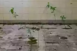 'Gekachelter Boden' in a higher resolution