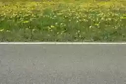 'Löwenzahn Grau' in a higher resolution