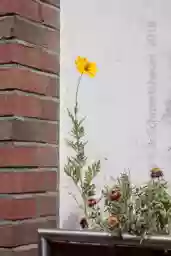 'Blumenkasten' in a higher resolution