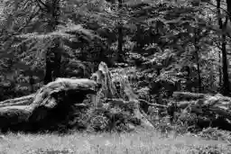 'Abgestorbene Bäume' in a higher resolution