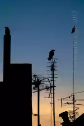 'Raben' in a higher resolution