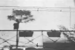 'Gartentipp Schattengarten' in a higher resolution