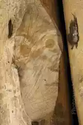 'not amused' in a higher resolution