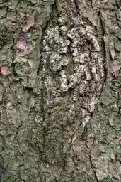 'Devil' in a higher resolution