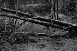 'Baumstämme im Weg' in a higher resolution