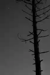 'Toter Baum' in a higher resolution