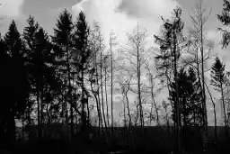 'Baumreihe' in a higher resolution