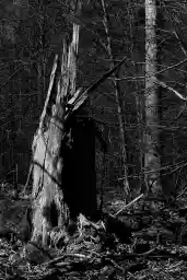 'Baumstumpf' in a higher resolution