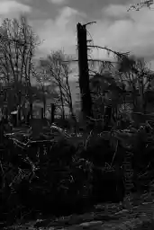 'Abgebrochene Bäume' in a higher resolution