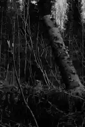 'Abknickender Baum' in a higher resolution