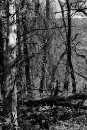 'Gestorbener Baum' in a higher resolution