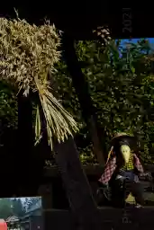 'Rabe' in a higher resolution