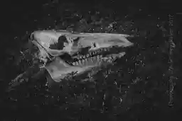 'Skull' in a higher resolution