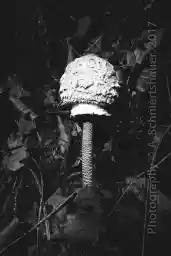 'Mushroom' in a higher resolution