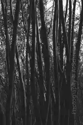 'Tree Trunks' in a higher resolution