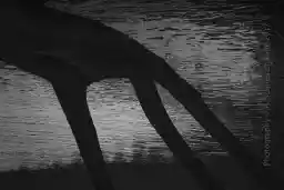 'Three Fingers' in a higher resolution