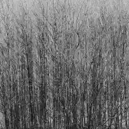 'Bäume' in a higher resolution