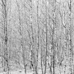 'Birken' in a higher resolution