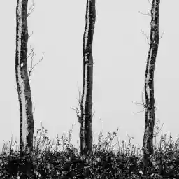 'Hecke' in a higher resolution