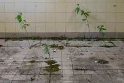 'Gekachelter Boden' in a higher resolution