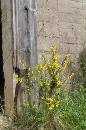 'Ginster vor einer Wand' in a higher resolution