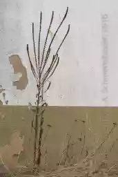 'Pflanze Wartehäuschen' in a higher resolution