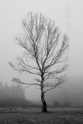 'Birke im Nebel' in a higher resolution