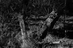 'stump' in a higher resolution