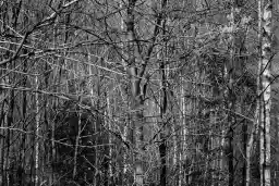 'copse' in a higher resolution