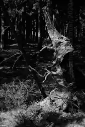 'root' in a higher resolution