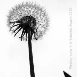 'Pusteblume II' in a higher resolution
