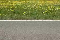 'Löwenzahn - Grau' in a higher resolution