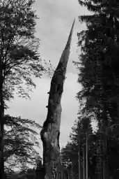 'Toter Baum' in a higher resolution