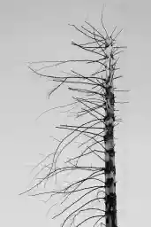 'Abgestorbener Baum' in a higher resolution