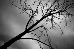 'Brouillard Dense `--' in a higher resolution