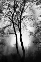 'Brouillard Dense {V}' in a higher resolution