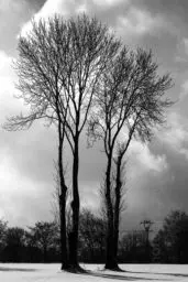 'Sehr hohe Bäume' in a higher resolution