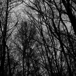 'Baumdickicht' in a higher resolution