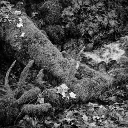 'Toter Baum' in a higher resolution