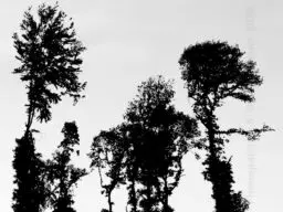 'Baumgeister' in a higher resolution