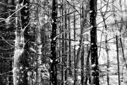 'Lost in a deep forest' in a higher resolution