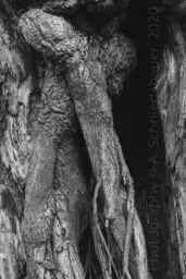 'Tree Creatures' in a higher resolution