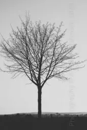 'A Tree' in a higher resolution