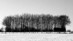 'Dichte Baumreihe' in a higher resolution