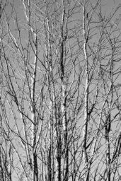 'Birken vor grauem Himmel' in a higher resolution