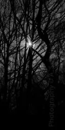 'Sonnenstern zwischen Baumdickicht' in a higher resolution